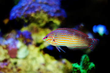 Tail Spot Hoeven's melanurus Wrasse - (Halichoeres melanurus) 