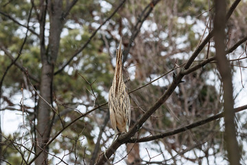 Eurasian bittern botaurus stellaris sitting on branch of tree in forest during spring migration. Rare brown heron in uncommon environment. Bird in wildlife.