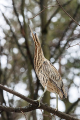 Eurasian bittern botaurus stellaris sitting on branch of tree in forest during spring migration. Rare brown heron in uncommon environment. Bird in wildlife.
