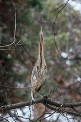 Eurasian bittern botaurus stellaris sitting on branch of tree in forest during spring migration. Rare brown heron in uncommon environment. Bird in wildlife.