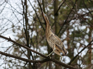 Eurasian bittern botaurus stellaris sitting on branch of tree in forest during spring migration. Rare brown heron in uncommon environment. Bird in wildlife.
