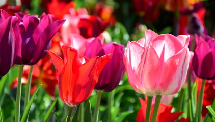 Obraz premium Tulpen im Garten