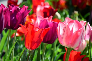 Tulpen - der Frühling zieht ins Land