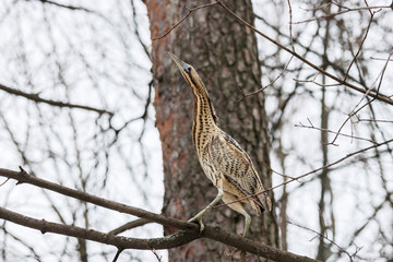 Eurasian bittern botaurus stellaris sitting on branch of tree in forest during spring migration. Rare brown heron in uncommon environment. Bird in wildlife.