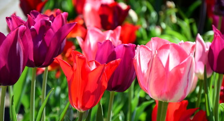 Bunte Tulpenvielfalt - Banner und Hintergrund