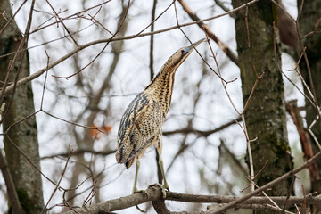 Eurasian bittern botaurus stellaris sitting on branch of tree in forest during spring migration. Rare brown heron in uncommon environment. Bird in wildlife.