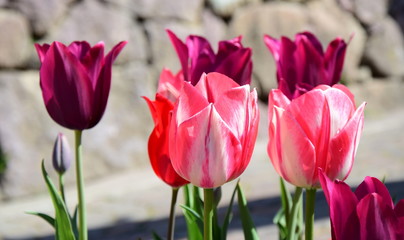 Tulpen - der Frühling ist da