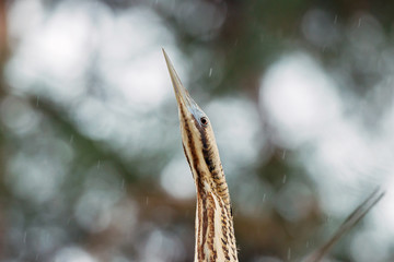 Portrait of eurasian bittern botaurus stellaris sitting on branch of tree in forest during spring migration. Rare brown heron in uncommon environment. Bird in wildlife.
