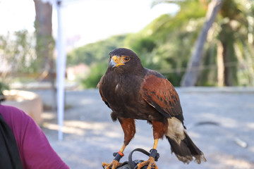 poiana