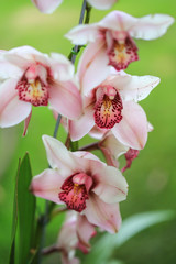 Fototapeta premium ORQUIDEAS DE COLOMBIA 