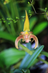 ORQUIDEAS DE COLOMBIA 