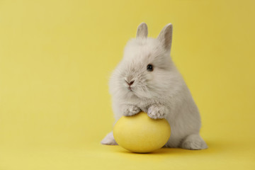 Easter bunny with egg on yellow background - obrazy, fototapety, plakaty