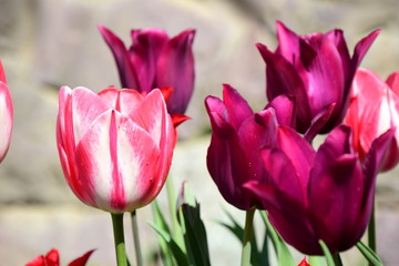 Naklejka premium Tulpen im Frühbeet
