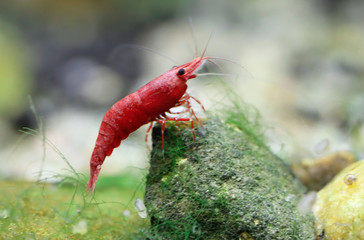 Red cherry shrimp
