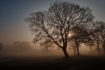 Fototapeta na wymiar Foggy Winter Morning in a Public Park