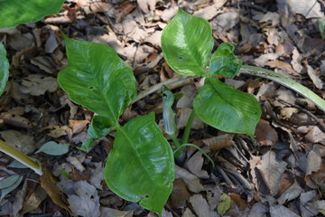 Japanese cobra lily (Arisaema ringens) flower and fruit