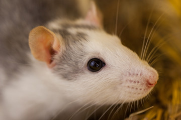 rat decorative. gray - white, husky colors. symbol