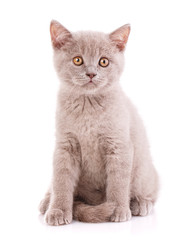 Scottish straight kitten. Kitty of coffee color. Isolated on a white background. kitten on photo studio