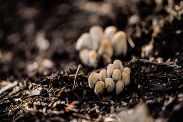 Cluster of California small mushrooms on bare dirt