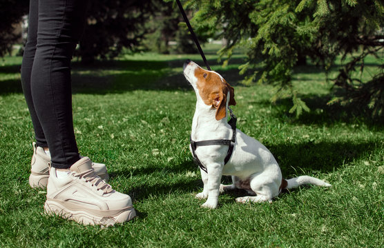 Jack Rasel breed dog sits on the lawn and looks to the top next to human feet