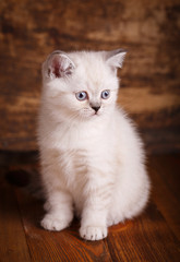Fototapeta na wymiar Scottish straight cat cream color. Scottish purebred kitten
