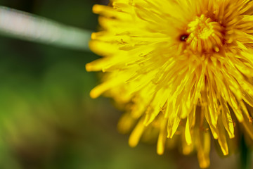 Nature in Macro - macro view of nature in early spring tmie, Poland.
