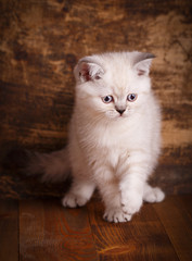 Fototapeta na wymiar Scottish straight cat cream color. Fluffy kitten is playing