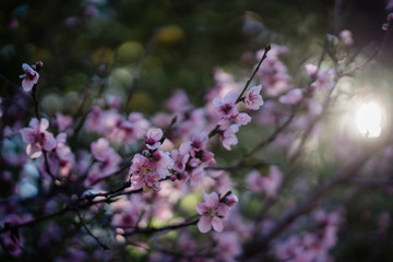 Obraz na płótnie Canvas Cherry Blossoms at sunrise 