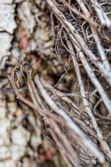 Nature in Macro - macro view of nature in early spring tmie, Poland.