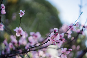 Cherry Blossoms at sunrise 