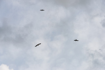 wild birds flying high in the sky