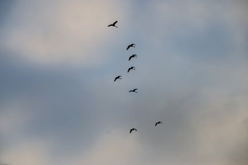 wild birds flying high in the sky