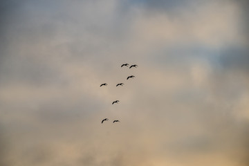 wild birds flying high in the sky