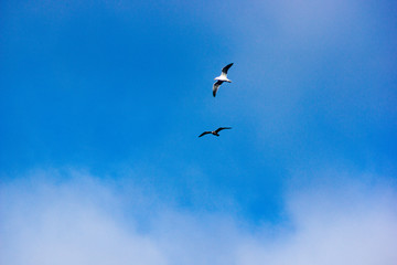 wild birds flying high in the sky