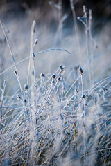 frost covered grass and tree leaves in sunny winter morning light
