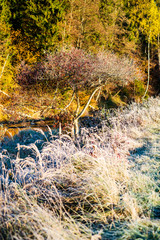 frost covered grass and tree leaves in sunny winter morning light