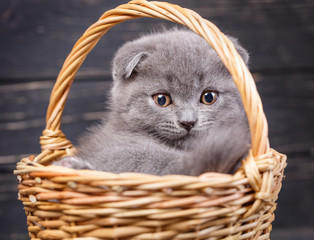 Scottish fold kitten. A puffy kitten sitting in a basket