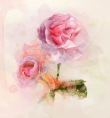 Pink roses - digital watercolor illustration