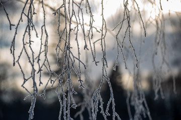 frost covered grass and birch tree branches leaves in sunny winter morning light