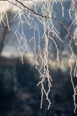 frost covered grass and birch tree branches leaves in sunny winter morning light