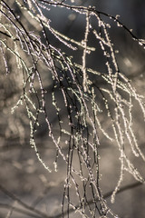 frost covered grass and birch tree branches leaves in sunny winter morning light