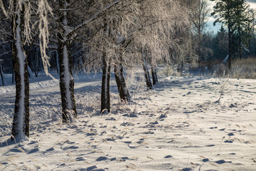 frost covered grass and birch tree branches leaves in sunny winter morning light