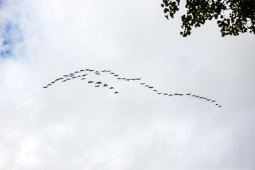 wild birds flying high in the sky