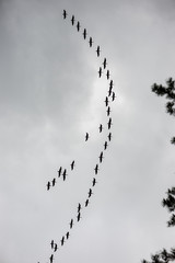 wild birds flying high in the sky