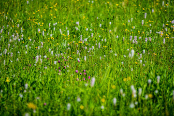 beautiful meadow with blooming flowers in sunny day