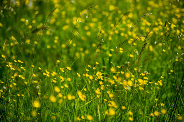 beautiful meadow with blooming flowers in sunny day