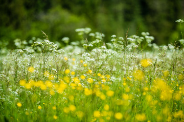 beautiful meadow with blooming flowers in sunny day