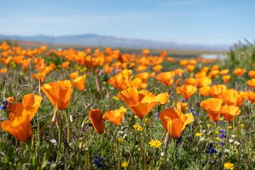  California Poppy super bloom
