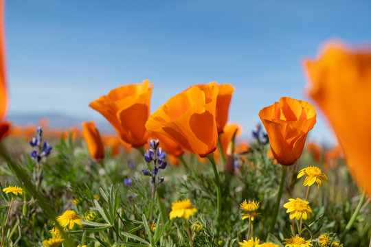  California Poppy Super Bloom