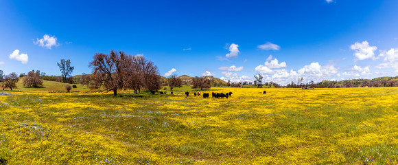 panorama of field of flowers and cows, calves 